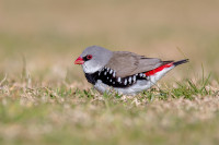 Quades Road - Duchembegarra